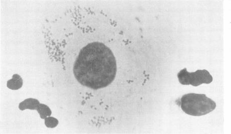 https://cdn.ncbi.nlm.nih.gov/pmc/blobs/58a6/1047461/95e2d7d86b2e/brjvendis00119-0027-a.jpg