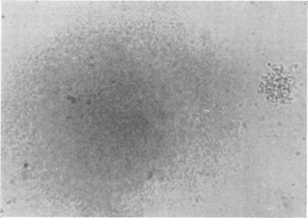 https://cdn.ncbi.nlm.nih.gov/pmc/blobs/58a6/1047461/b8bf9e6c8161/brjvendis00119-0026-a.jpg
