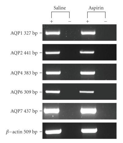 https://cdn.ncbi.nlm.nih.gov/pmc/blobs/58a7/2810475/574db8b51539/JBB2010-264704.001.jpg
