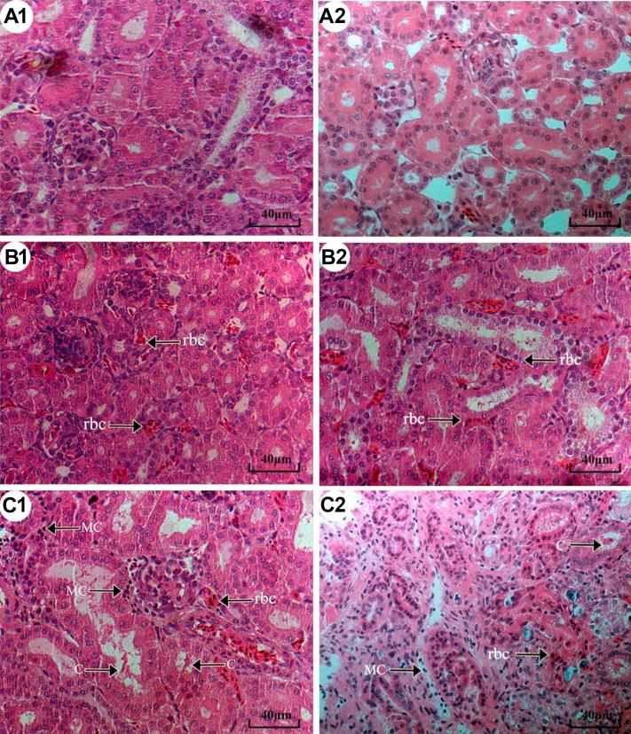 https://cdn.ncbi.nlm.nih.gov/pmc/blobs/58a7/7647833/abc63279edd2/gr1.jpg