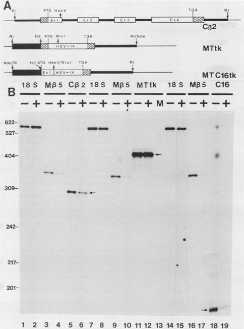 https://cdn.ncbi.nlm.nih.gov/pmc/blobs/58a9/363267/c338abcd4c48/molcellb00063-0227-a.jpg