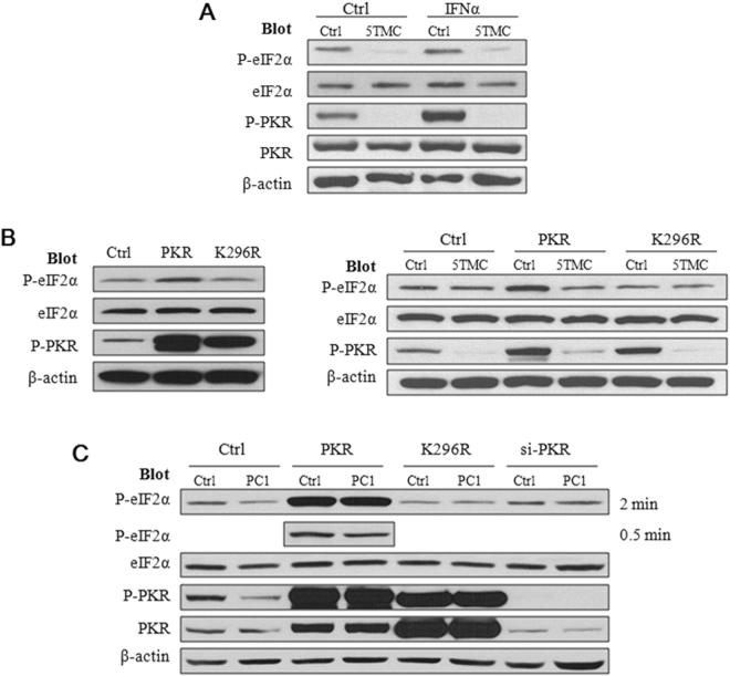 https://cdn.ncbi.nlm.nih.gov/pmc/blobs/58ad/5597606/456af6ef1289/41598_2017_11526_Fig4_HTML.jpg