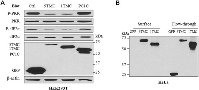 https://cdn.ncbi.nlm.nih.gov/pmc/blobs/58ad/5597606/5aa6d4622452/41598_2017_11526_Fig3_HTML.jpg