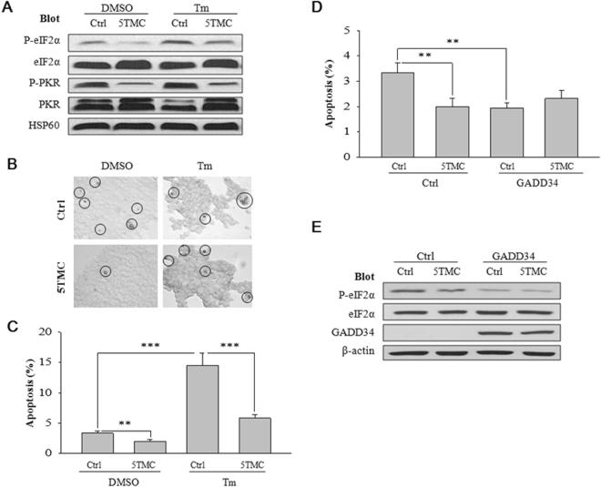 https://cdn.ncbi.nlm.nih.gov/pmc/blobs/58ad/5597606/60104bf05dde/41598_2017_11526_Fig5_HTML.jpg
