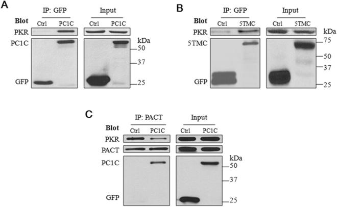 https://cdn.ncbi.nlm.nih.gov/pmc/blobs/58ad/5597606/a9e8b39f65a3/41598_2017_11526_Fig2_HTML.jpg