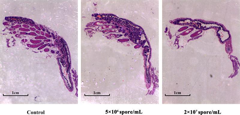 https://cdn.ncbi.nlm.nih.gov/pmc/blobs/58ad/9352533/537607d67478/fimmu-13-848267-g004.jpg