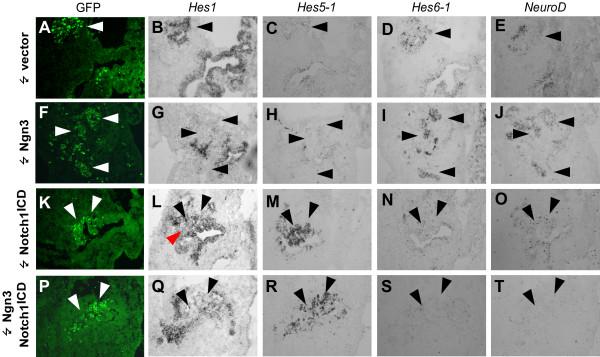 https://cdn.ncbi.nlm.nih.gov/pmc/blobs/58ae/1906762/478e9b1e9338/1471-213X-7-63-6.jpg