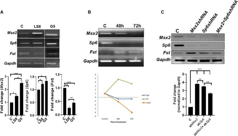 https://cdn.ncbi.nlm.nih.gov/pmc/blobs/58af/7649293/6f808bd2ec51/fphys-11-582610-g003.jpg