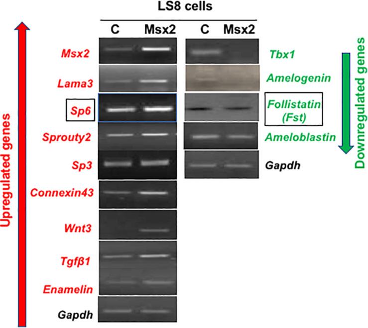https://cdn.ncbi.nlm.nih.gov/pmc/blobs/58af/7649293/c8847f087530/fphys-11-582610-g001.jpg