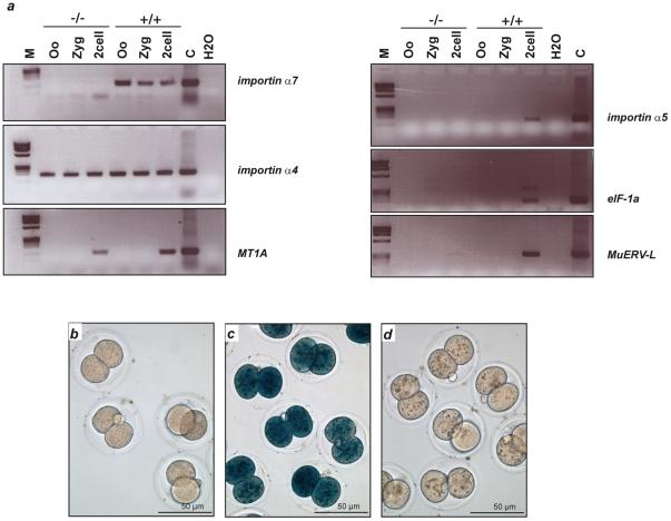 https://cdn.ncbi.nlm.nih.gov/pmc/blobs/58b0/3066239/16f4f9cec8c7/pone.0018310.g003.jpg