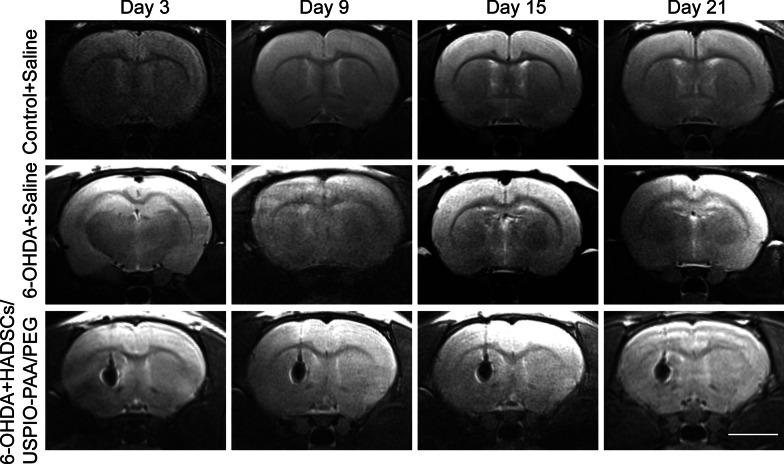 https://cdn.ncbi.nlm.nih.gov/pmc/blobs/58b0/8203769/a1c1ac64fccb/11671_2021_3540_Fig5_HTML.jpg