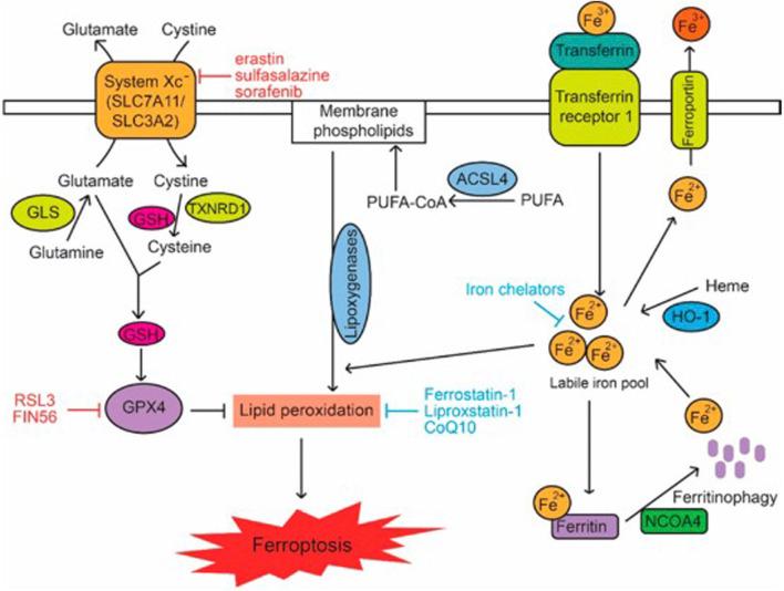 https://cdn.ncbi.nlm.nih.gov/pmc/blobs/58b3/11039840/d781634d13a5/fcell-12-1374735-g001.jpg