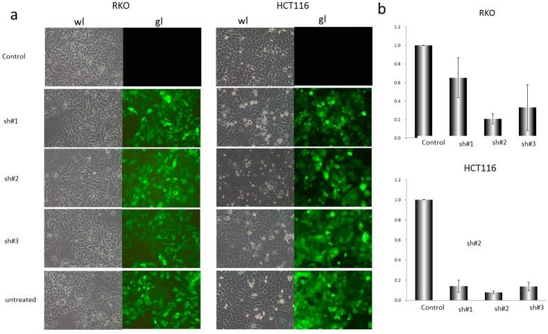 https://cdn.ncbi.nlm.nih.gov/pmc/blobs/58b4/5083922/5bb945932db4/genes-07-00083-g002.jpg