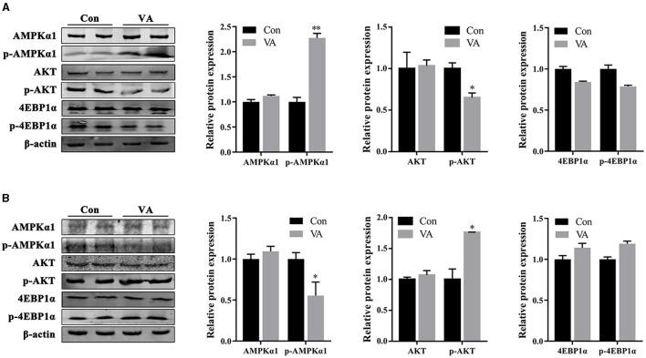 https://cdn.ncbi.nlm.nih.gov/pmc/blobs/58b5/11097686/3c50fda923c3/fvets-11-1370576-g0006.jpg