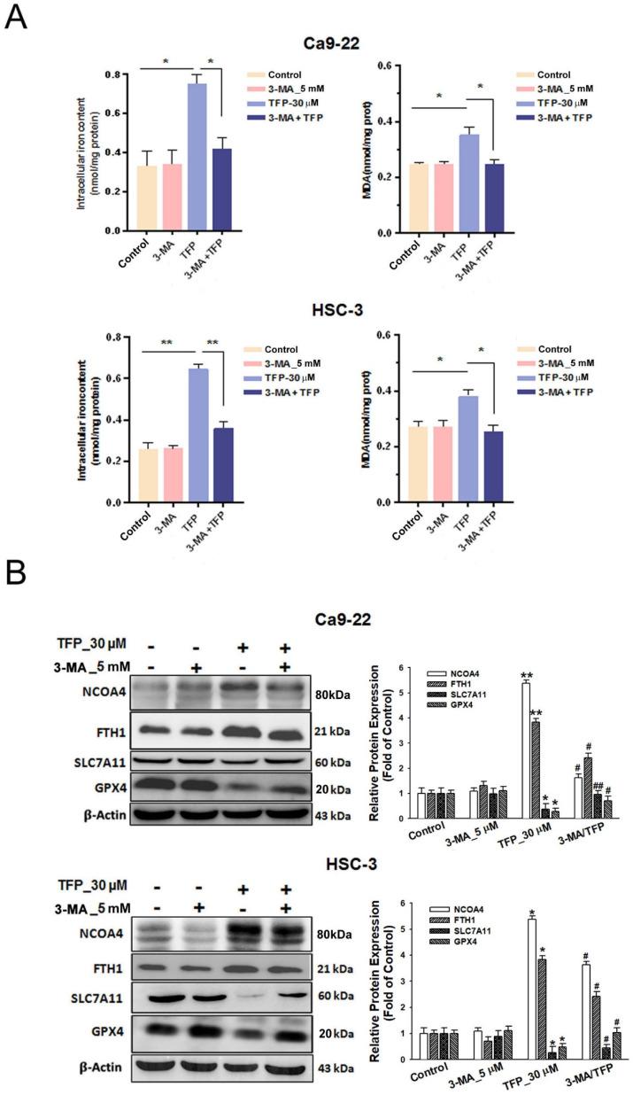 https://cdn.ncbi.nlm.nih.gov/pmc/blobs/58b6/11628333/599db336ef88/ijbsv20p6090g013.jpg