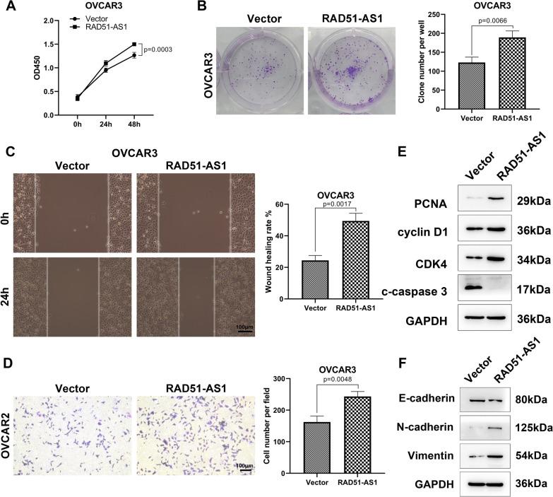 https://cdn.ncbi.nlm.nih.gov/pmc/blobs/58ba/10999386/9b490974d72f/432_2024_5671_Fig2_HTML.jpg