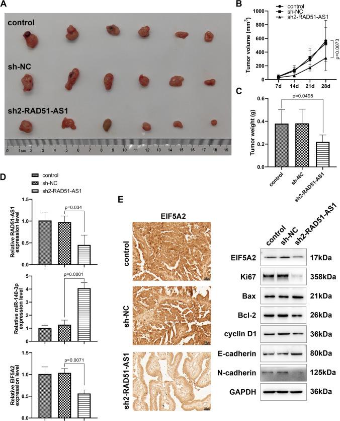 https://cdn.ncbi.nlm.nih.gov/pmc/blobs/58ba/10999386/af254313a35f/432_2024_5671_Fig6_HTML.jpg