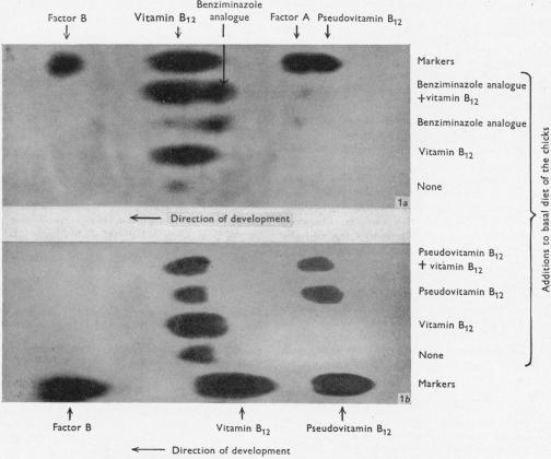 https://cdn.ncbi.nlm.nih.gov/pmc/blobs/58bb/1199799/bf86e4c2f8ba/biochemj00850-0108-a.jpg