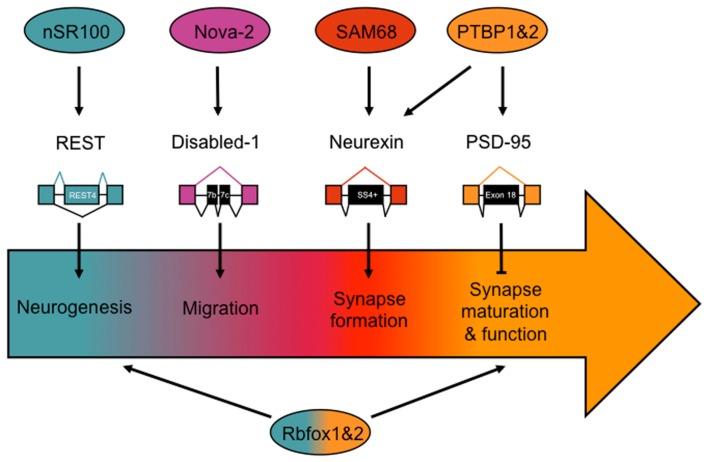 https://cdn.ncbi.nlm.nih.gov/pmc/blobs/58bc/3424503/8e57261fab05/fnins-06-00122-g001.jpg
