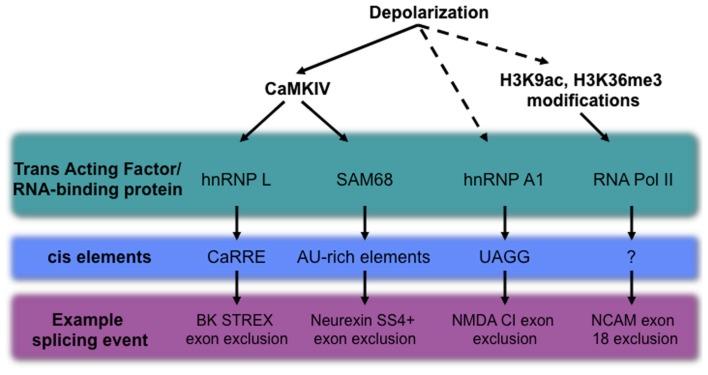 https://cdn.ncbi.nlm.nih.gov/pmc/blobs/58bc/3424503/eedebed92e6c/fnins-06-00122-g002.jpg