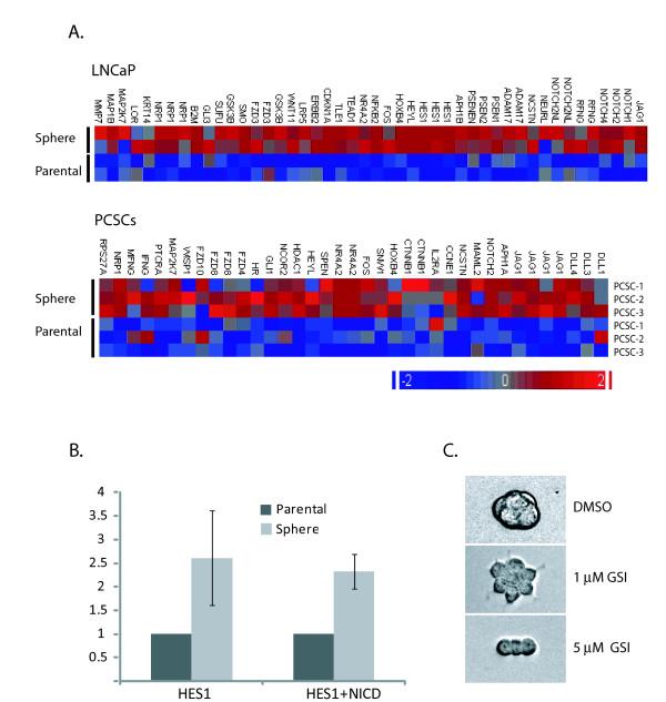 https://cdn.ncbi.nlm.nih.gov/pmc/blobs/58c2/2900264/1cdb2af8a401/1471-2164-11-324-6.jpg