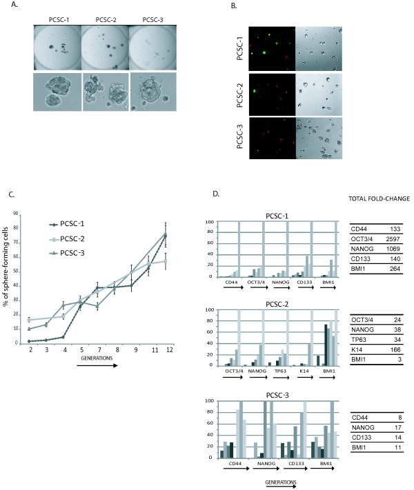 https://cdn.ncbi.nlm.nih.gov/pmc/blobs/58c2/2900264/aabc92bb6726/1471-2164-11-324-2.jpg