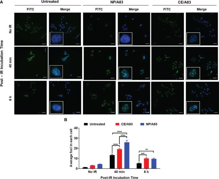 https://cdn.ncbi.nlm.nih.gov/pmc/blobs/58c6/8733593/7cc7774a0918/fonc-11-772920-g002.jpg
