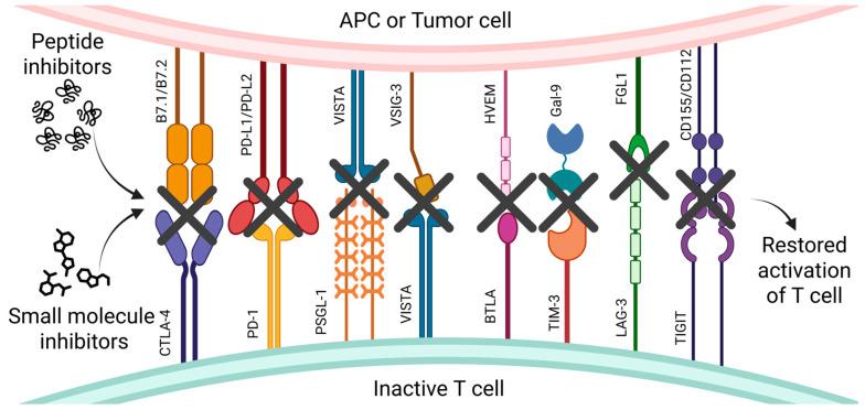 https://cdn.ncbi.nlm.nih.gov/pmc/blobs/58cc/12195700/afaaa623cd0f/pharmaceutics-17-00713-g001.jpg