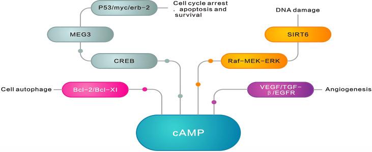 https://cdn.ncbi.nlm.nih.gov/pmc/blobs/58cc/9271773/31010867ab26/fonc-12-829212-g005.jpg