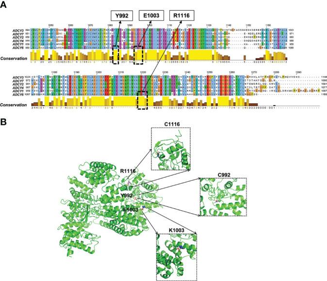 https://cdn.ncbi.nlm.nih.gov/pmc/blobs/58cc/9271773/5369b0f34ee3/fonc-12-829212-g003.jpg