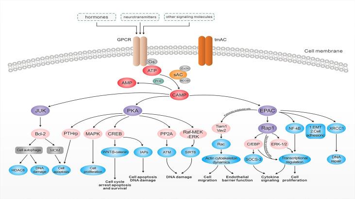 https://cdn.ncbi.nlm.nih.gov/pmc/blobs/58cc/9271773/a9f3faf142be/fonc-12-829212-g002.jpg