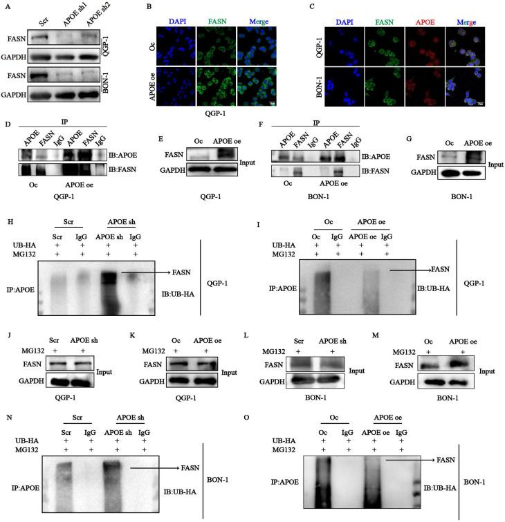 https://cdn.ncbi.nlm.nih.gov/pmc/blobs/58d0/11844274/f33362fe8d38/ijbsv21p1478g008.jpg