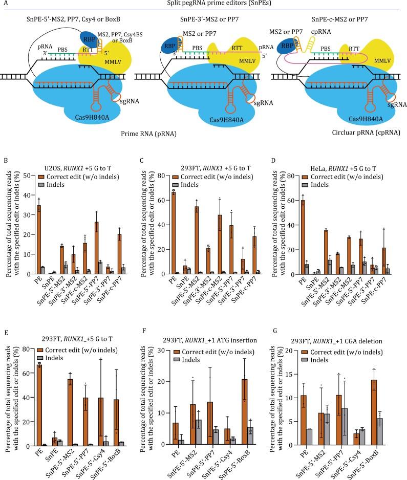 https://cdn.ncbi.nlm.nih.gov/pmc/blobs/58d1/10120949/fe8e60ce223f/pwac014_fig2.jpg