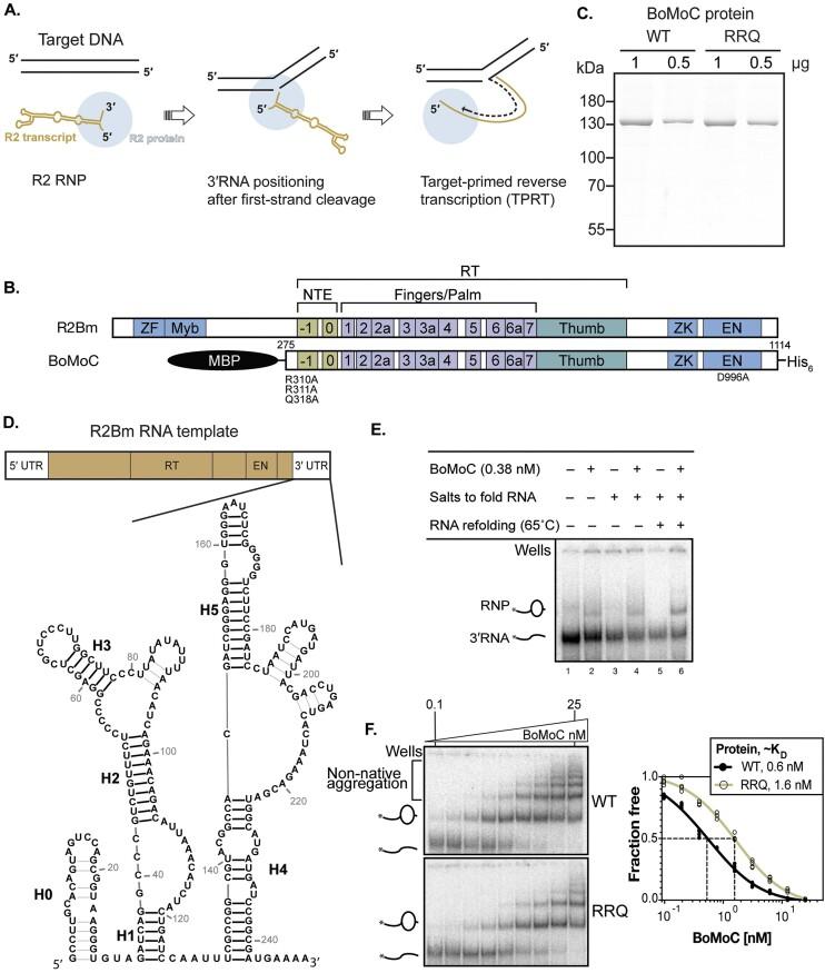 https://cdn.ncbi.nlm.nih.gov/pmc/blobs/58dd/11194090/11461b1595c5/gkae194fig1.jpg