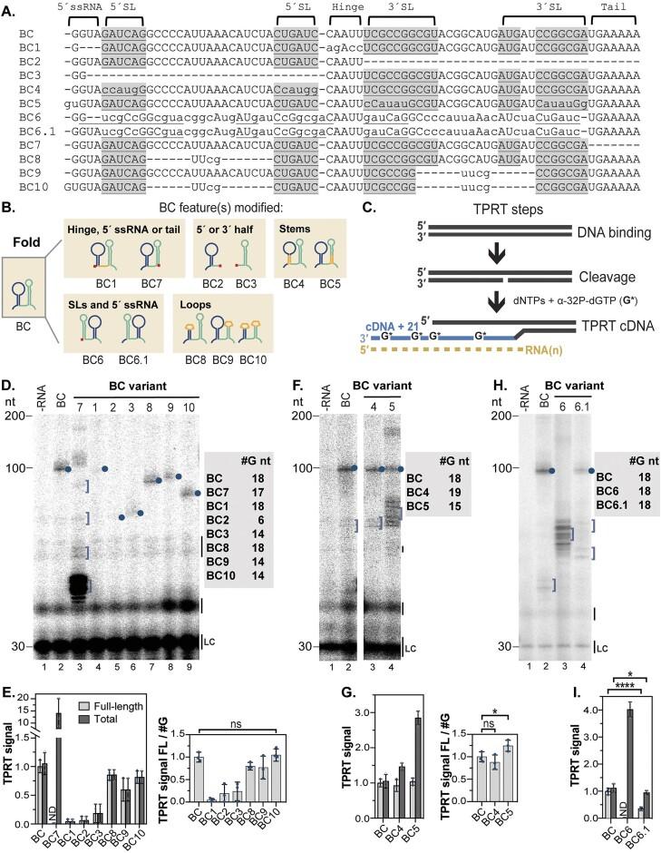 https://cdn.ncbi.nlm.nih.gov/pmc/blobs/58dd/11194090/2e64fe52a583/gkae194fig8.jpg