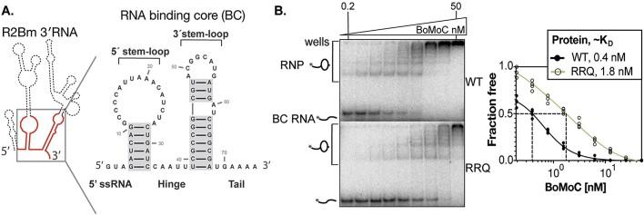 https://cdn.ncbi.nlm.nih.gov/pmc/blobs/58dd/11194090/89f25912993b/gkae194fig4.jpg