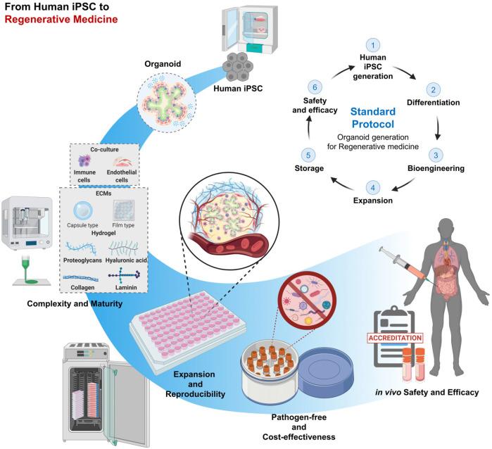https://cdn.ncbi.nlm.nih.gov/pmc/blobs/58de/7904522/1d1a99d0bde9/ijsc-14-1-9-f3.jpg