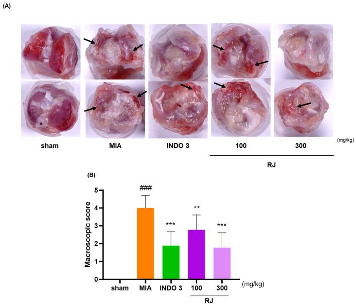 https://cdn.ncbi.nlm.nih.gov/pmc/blobs/58df/11476456/428620e3ebc6/ijms-25-10647-g003.jpg