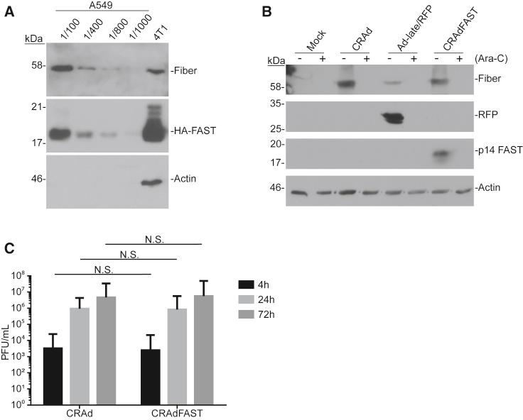 https://cdn.ncbi.nlm.nih.gov/pmc/blobs/58e2/6539411/f3cd61112a8d/gr5.jpg
