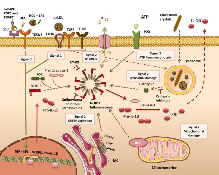 https://cdn.ncbi.nlm.nih.gov/pmc/blobs/58e5/6029489/d36d3a852358/fphys-09-00654-g0002.jpg