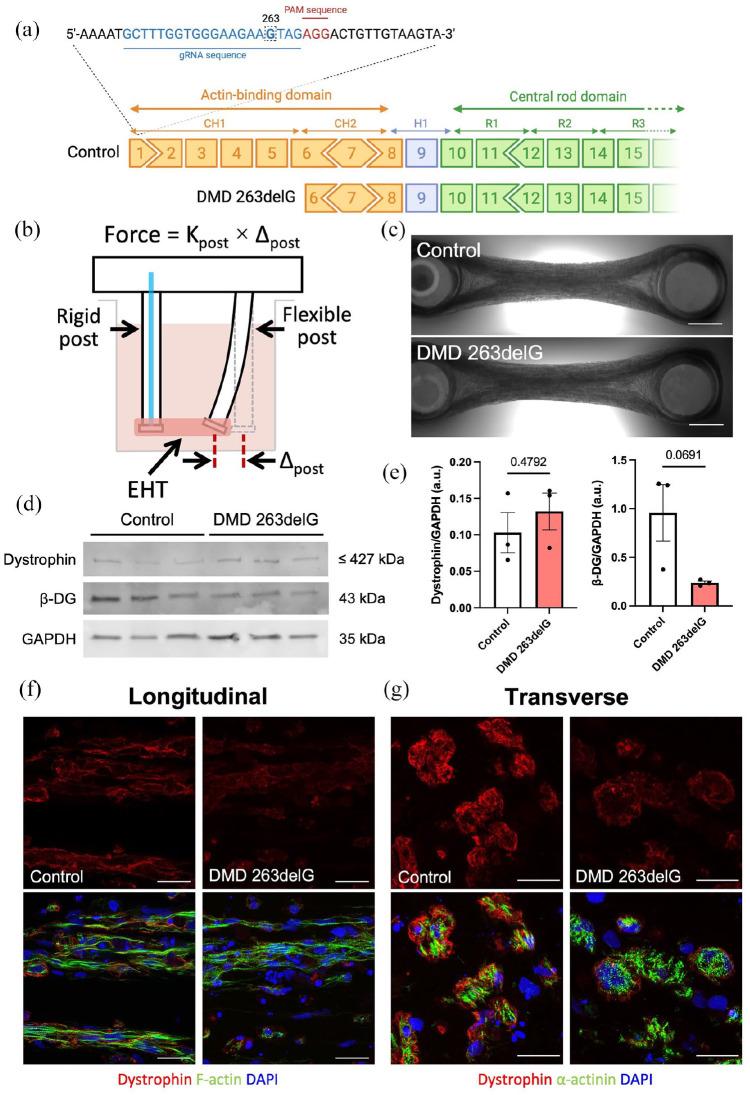 https://cdn.ncbi.nlm.nih.gov/pmc/blobs/58e5/9393922/3c25b8b025f4/10.1177_20417314221119628-fig1.jpg