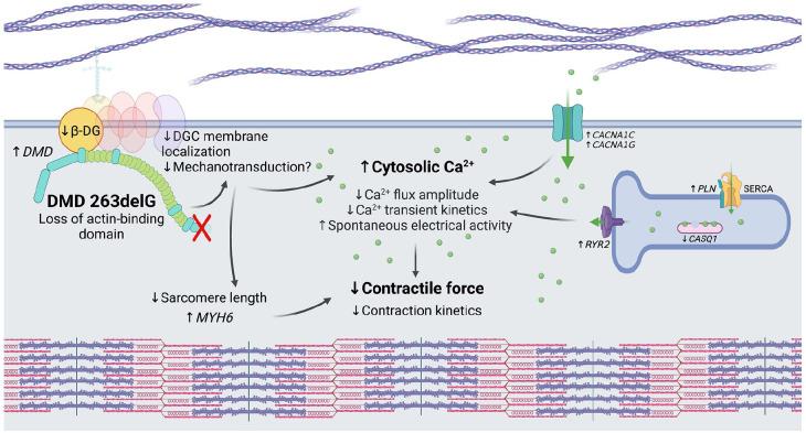 https://cdn.ncbi.nlm.nih.gov/pmc/blobs/58e5/9393922/605ee2411002/10.1177_20417314221119628-fig7.jpg