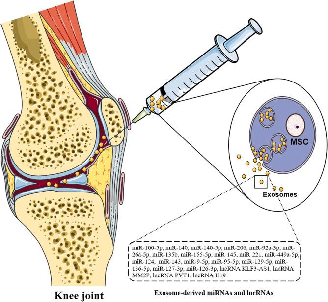 https://cdn.ncbi.nlm.nih.gov/pmc/blobs/58e8/8176107/173cdde8df22/fphar-12-685623-g002.jpg