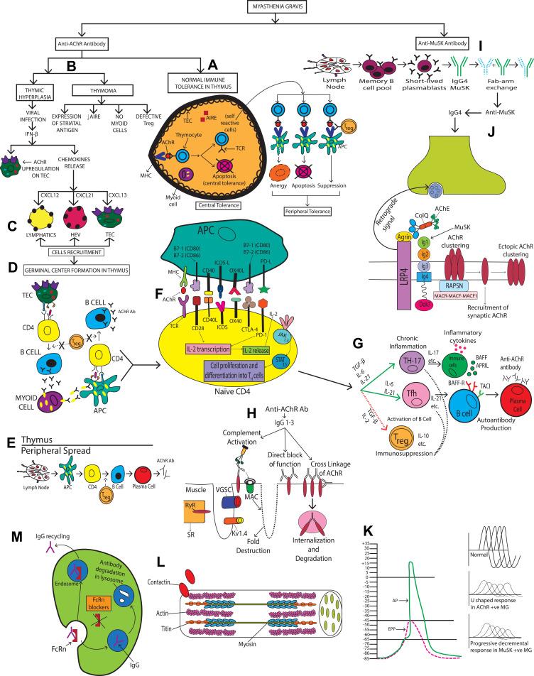 https://cdn.ncbi.nlm.nih.gov/pmc/blobs/58e8/9288180/c9d36eef46f6/TCRM-18-699-g0002.jpg