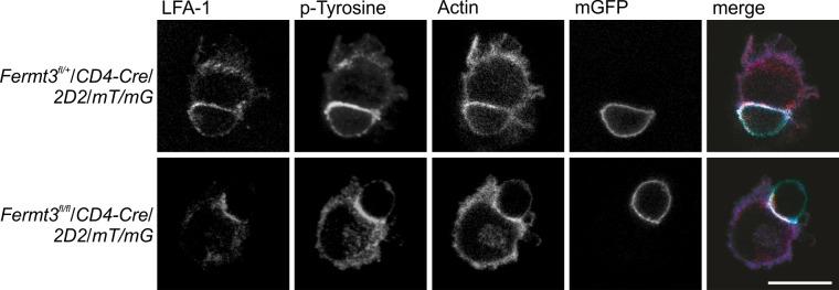 https://cdn.ncbi.nlm.nih.gov/pmc/blobs/58e9/6126919/20c460dd58a1/elife-35816-fig2-figsupp1.jpg