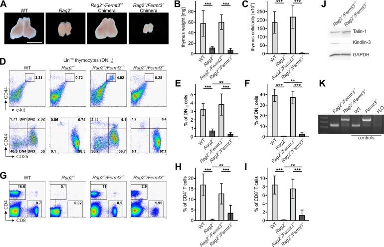 https://cdn.ncbi.nlm.nih.gov/pmc/blobs/58e9/6126919/5783833a66f8/elife-35816-fig4.jpg