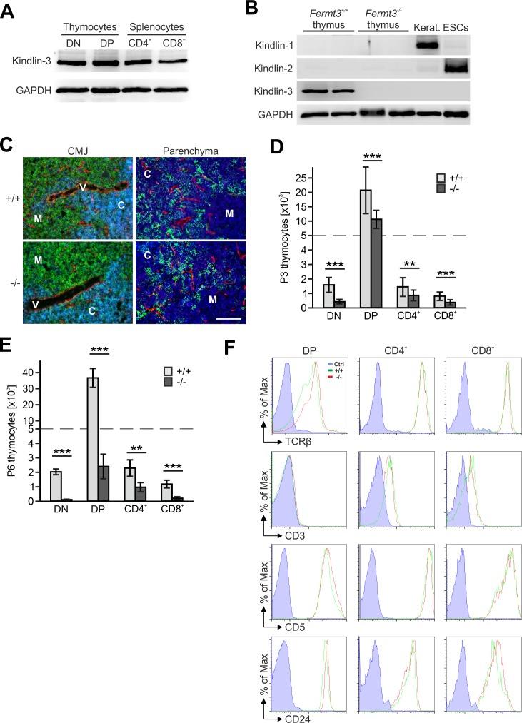 https://cdn.ncbi.nlm.nih.gov/pmc/blobs/58e9/6126919/9fcd77ec228a/elife-35816-fig1-figsupp1.jpg