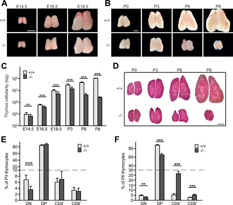 https://cdn.ncbi.nlm.nih.gov/pmc/blobs/58e9/6126919/fcd0436b8726/elife-35816-fig1.jpg