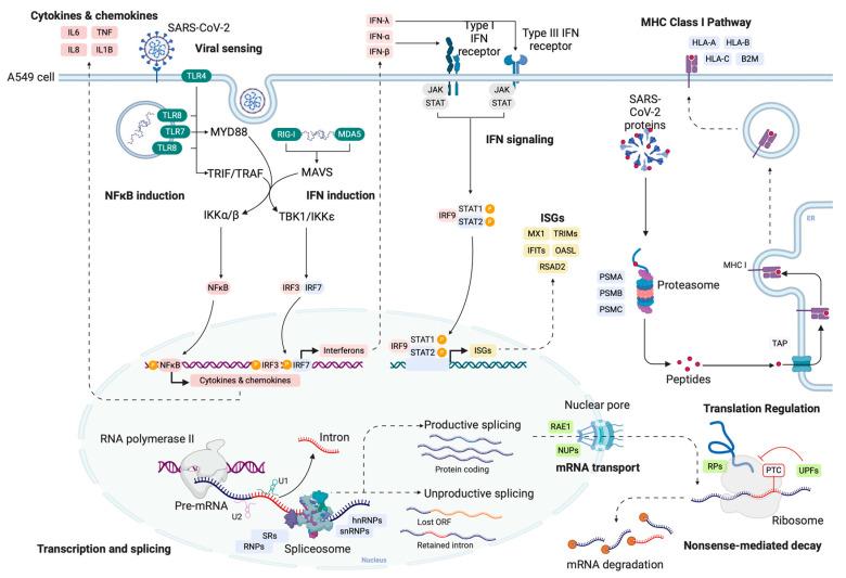 https://cdn.ncbi.nlm.nih.gov/pmc/blobs/58ec/11172111/1c2373cb1f82/ijms-25-05671-g005.jpg