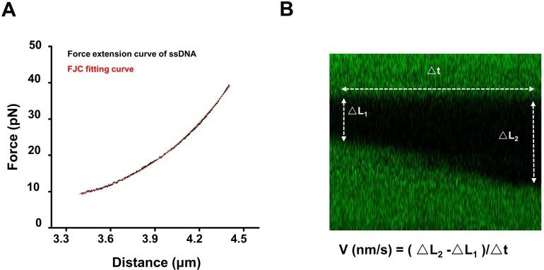 https://cdn.ncbi.nlm.nih.gov/pmc/blobs/58ed/7065910/0802a7a324ee/elife-54098-fig1-figsupp3.jpg
